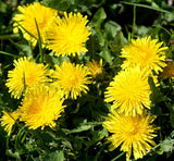 Dandelion