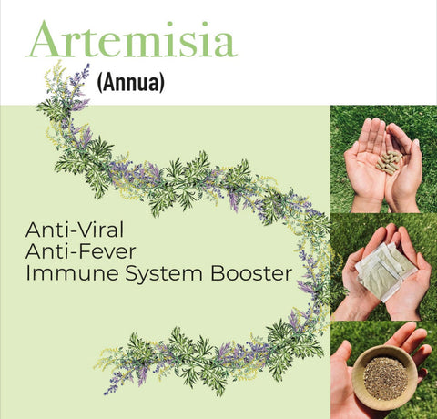 Artemisia (mugwort)